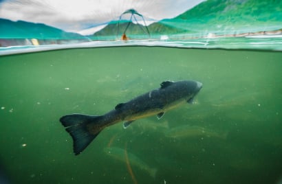 Artifishal---Ben-Moon---Patagonia.jpg
